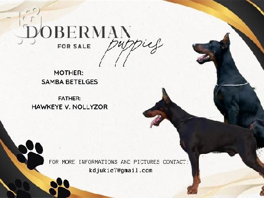 PoulaTo: Κουτάβια DOBERMAN